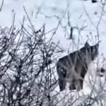 Nadir Görülen Vaşak Kameralara Yansıdı Nadir Görülen Vaşak Kameralara Yansıdı