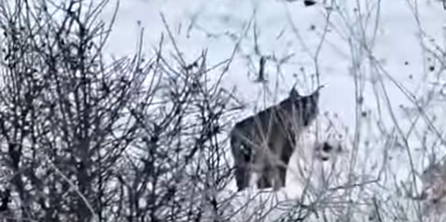 Nadir Görülen Vaşak Kameralara Yansıdı